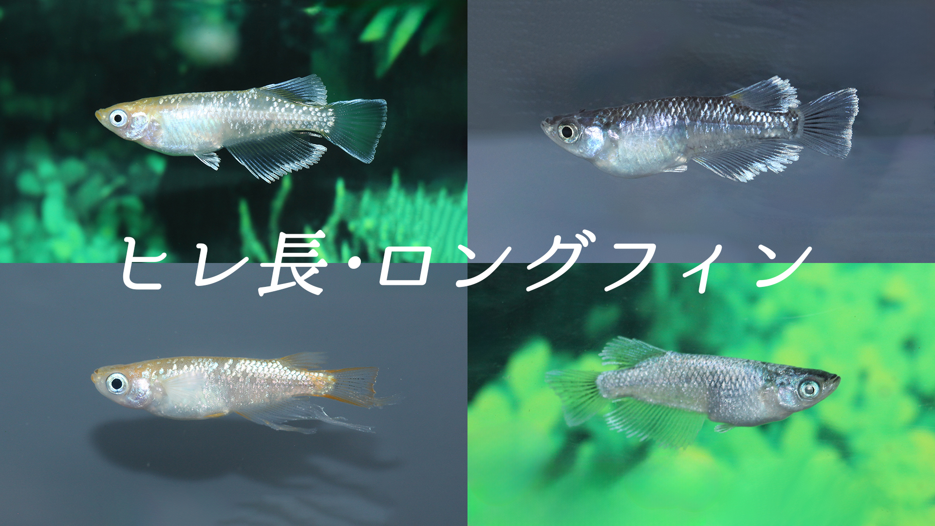 ヒレ長・ロングフィン