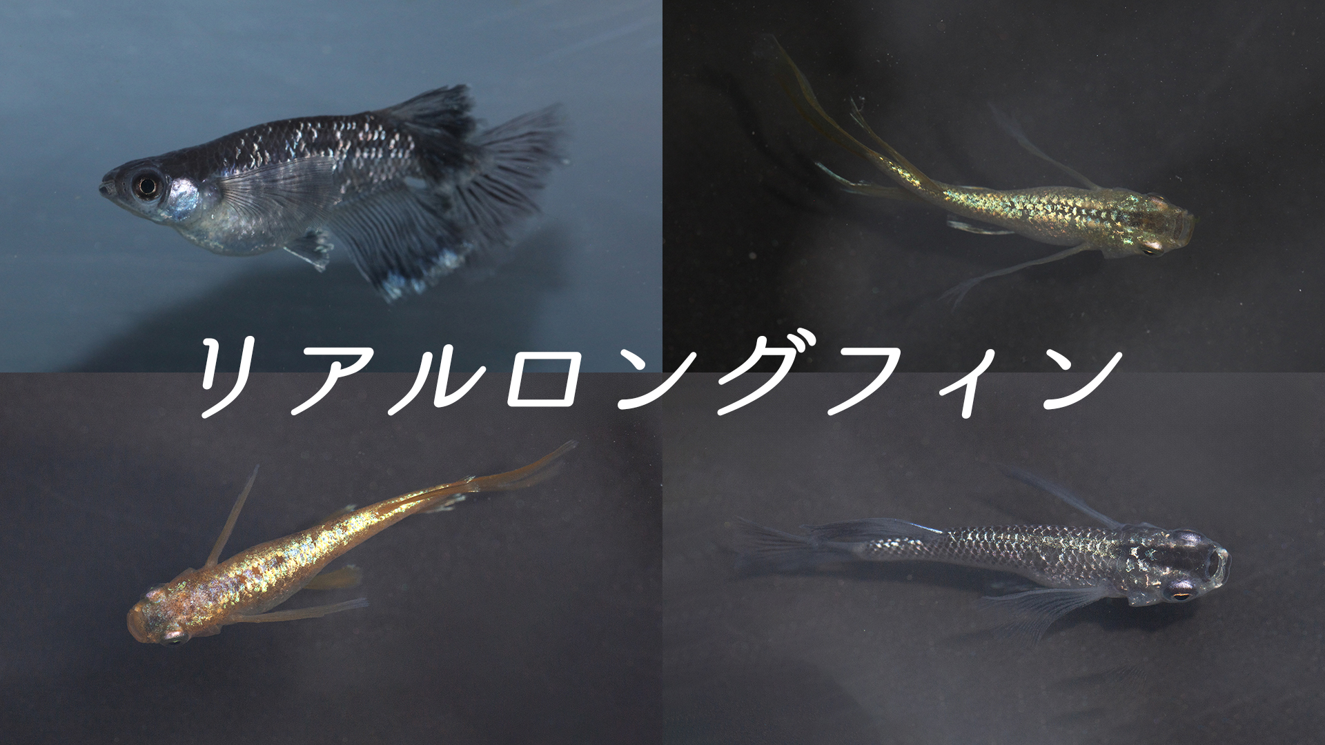 リアルロングフィン