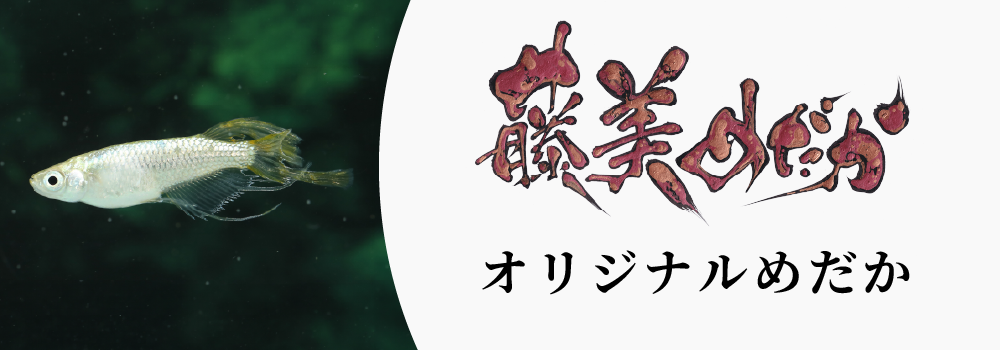オリジナルめだか